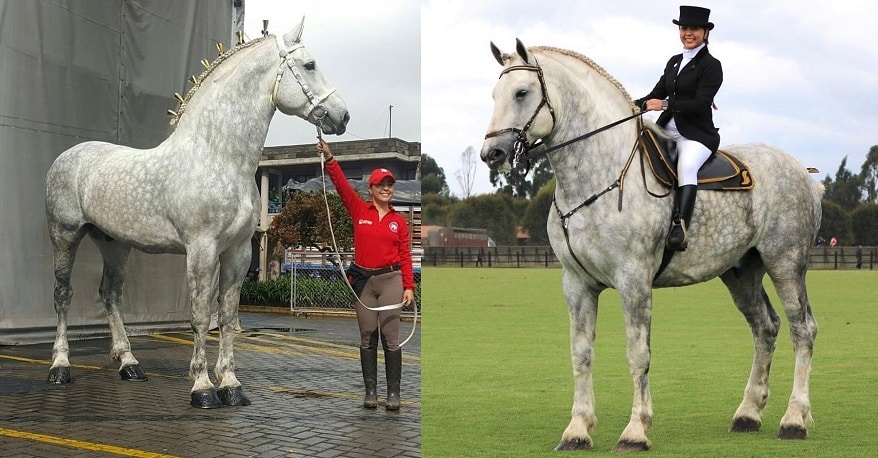 Two gorgeous grey Percheron horses