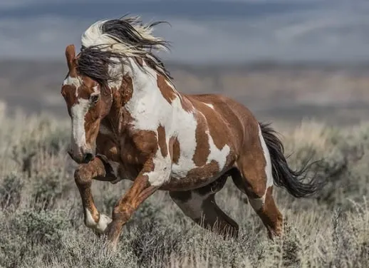 Picasso wild mustang horse