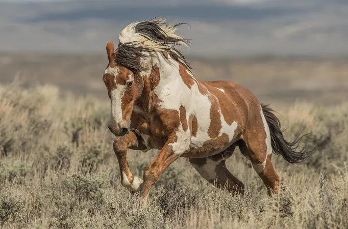 Picasso Wild Mustang horse of the Sand Wash Basin