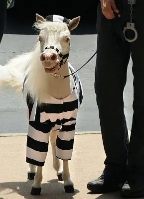 Tenue de prisonnier poney