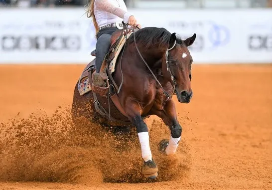 American Quarter horse