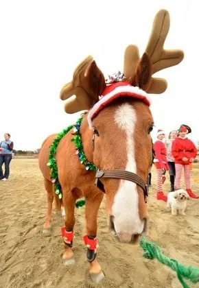 Reindeer horse with antlers and tinsel