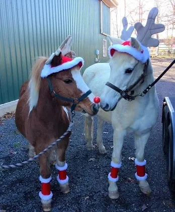 Two ponies dressed up as Reindeers