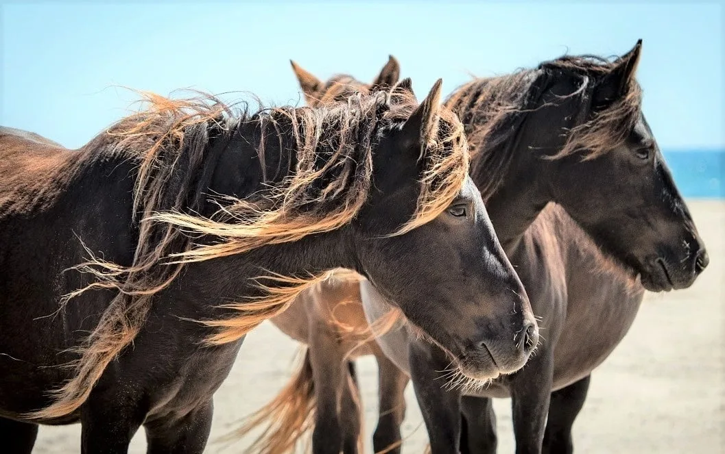 Meet the Wild Horses of Sable Island Untouched by Humans