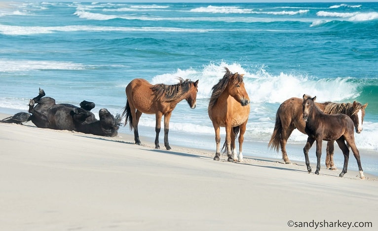 Meet The Wild Horses Of Sable Island Untouched By Humans