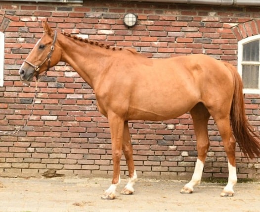 Selle Francais eventing horse breed
