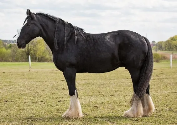 Svart Og Hvit Shire hest