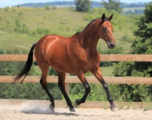 Amerikansk standardbred hest som kjører i en m ④nage