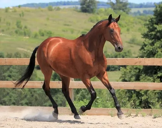 American Standardbred horse running in a ménage
