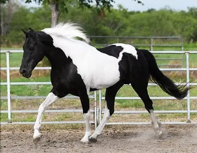 14 Common Black And White Horse Breeds