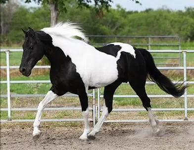 black and white paint horses