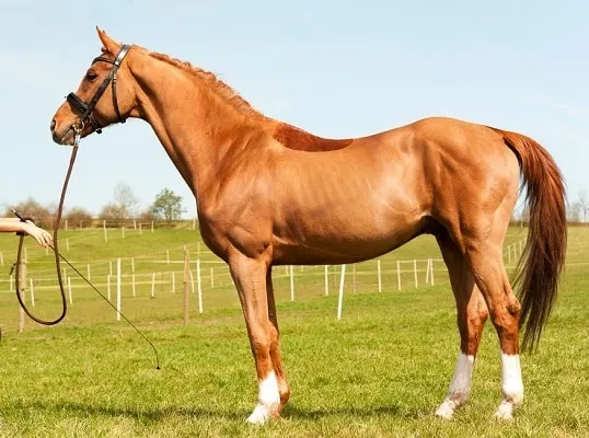 Thoroughbred, the most expensive horse breed