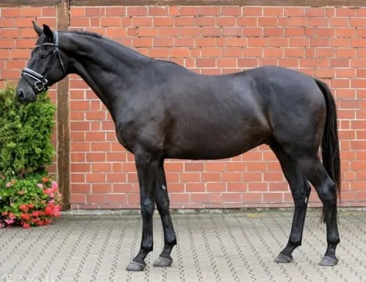 Black Trakehner horse standing on a paved driveway