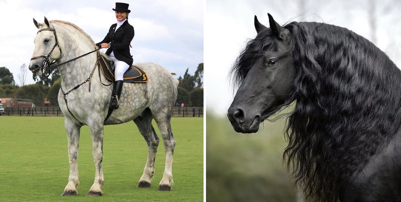 Most Beautiful horse breeds in the world