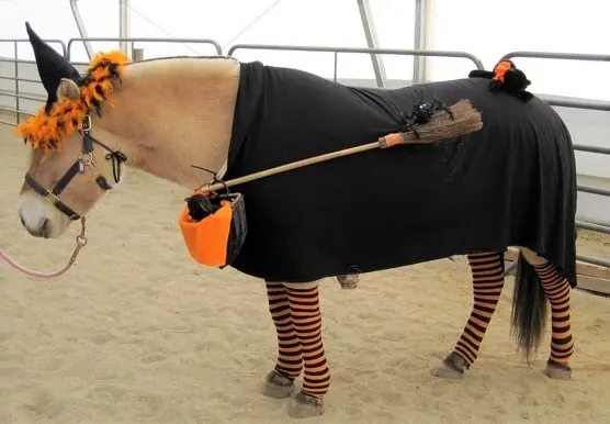 Horse dressed up as a witch