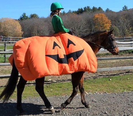 horse halloween dress up