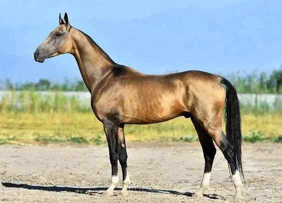 Akhal-Teke fast horse breed