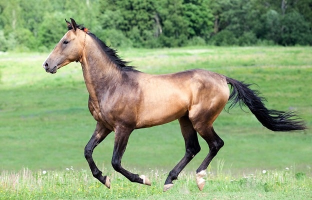 La rara raza de caballos Akhal-Teke corriendo en un campo