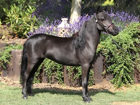 Beautiful black Miniature horse breed, popular in America 
