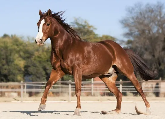 American Quarter horse breed running in a sand menage