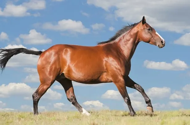 American Quarter Horse, the fastest horse breed over short distances