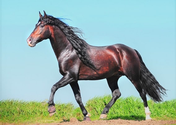 Beautiful Andalusian horse trotting in a field