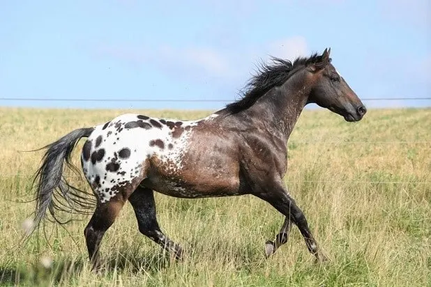 Appaloosa horse running in a field, bred by the Nez Perce native American tribe