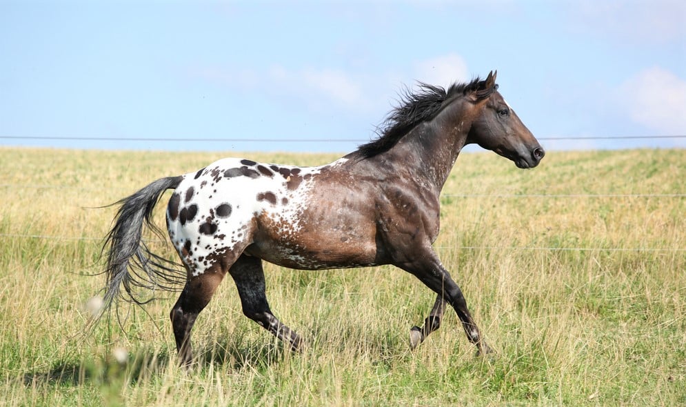 7 Best Horse Breeds for Trail Riding