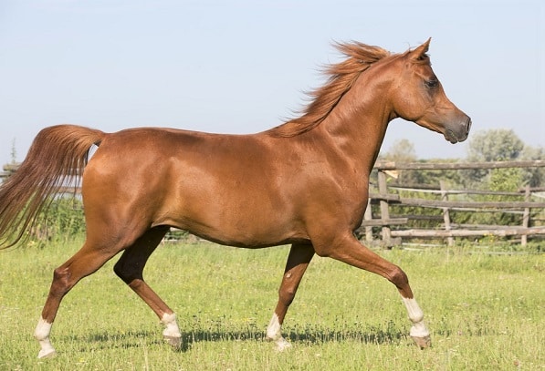 Kaštanový hřebec arabského koně. Plemeno tradičně používané na Blízkém východě pro boj v poušti