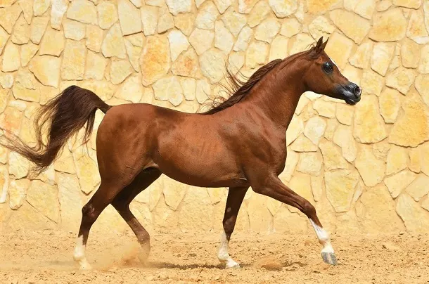 Chestnut Arabian horse breed running