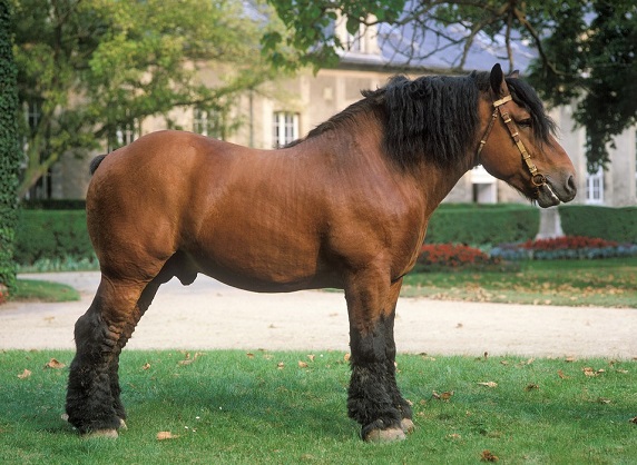 Ardennes horse breed - Draft and work horse breed from France