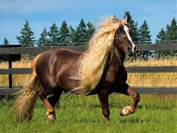 Rara raza de caballo de la Selva Negra de Alemania