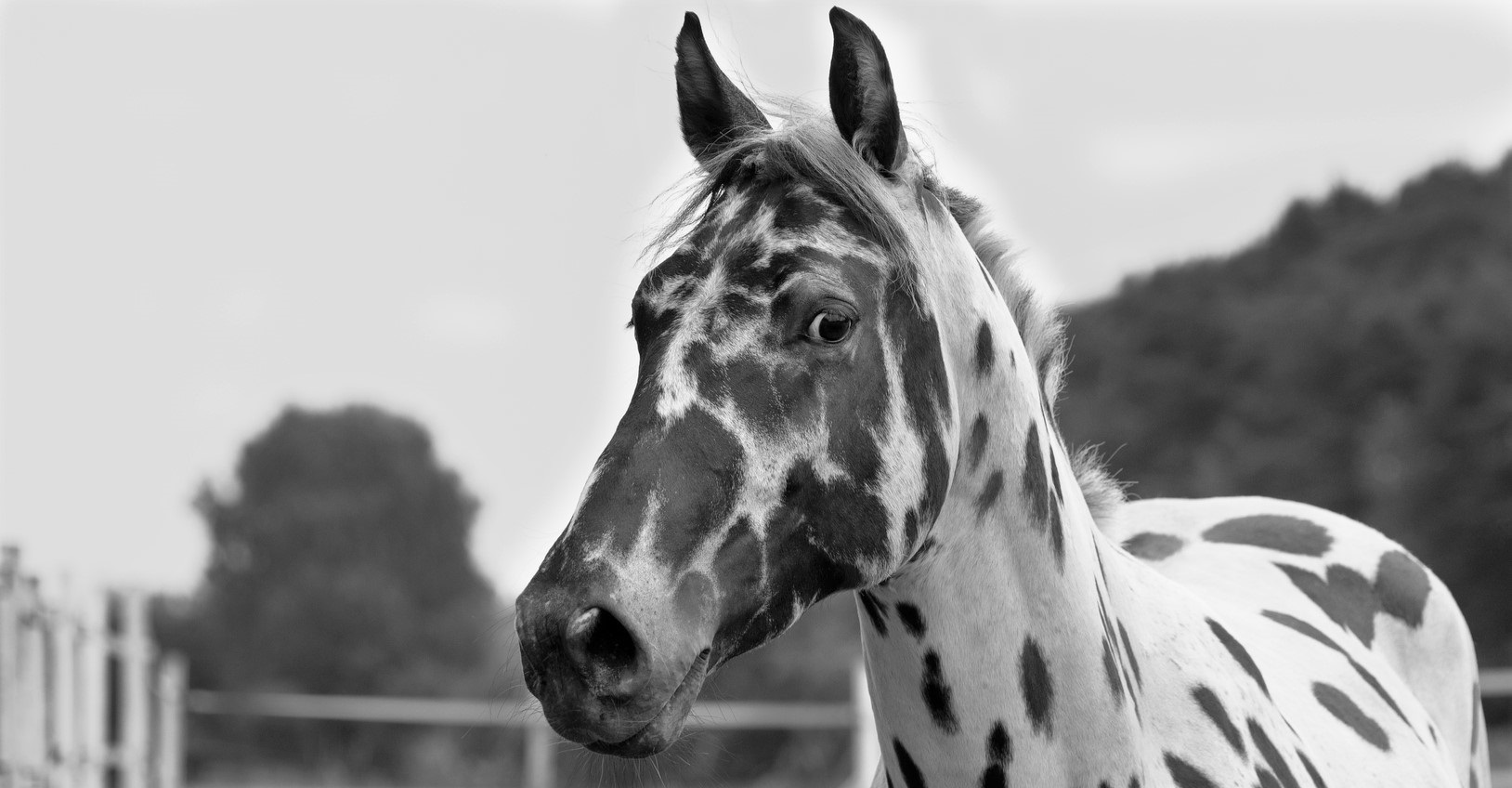 Beautiful black and white spotted horse breed