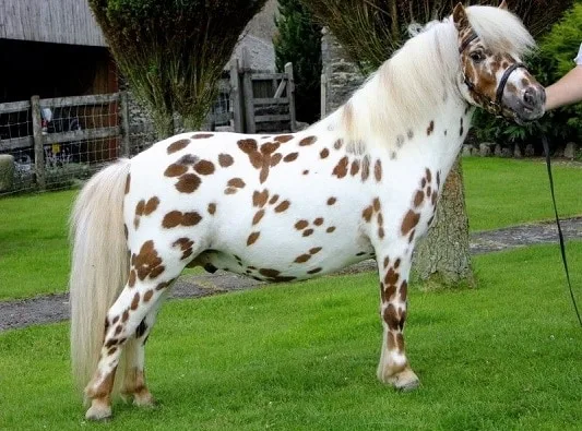 British Spotted Pony