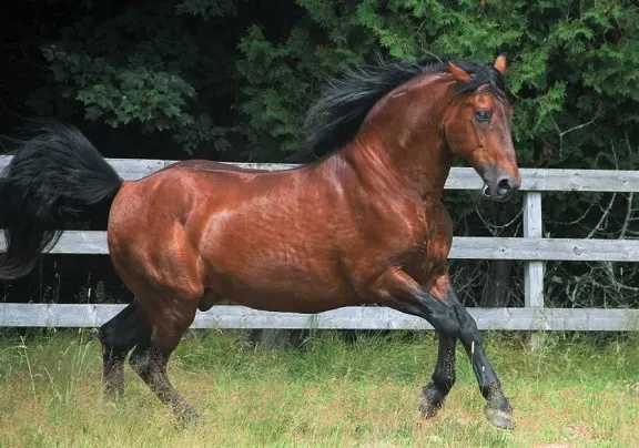 La rara raza de caballos de la Bahía de Cleveland de América corriendo en un campo