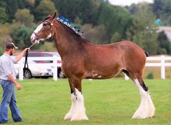 Clydesdale work horse breed at a country horse show