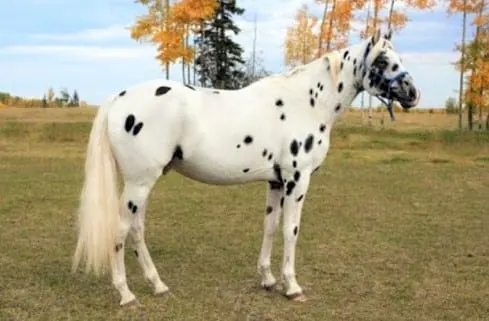 Spotted Colorado Ranger horse