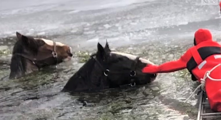 Clydesdale horses are rescued from a frozen lake by firefighters