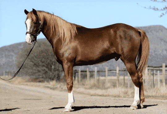 Crabbet type of Arabian horse
