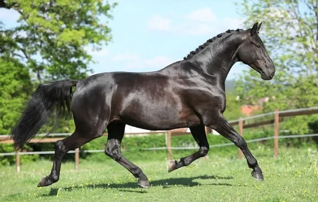 czarny Holenderski koń Warmblood