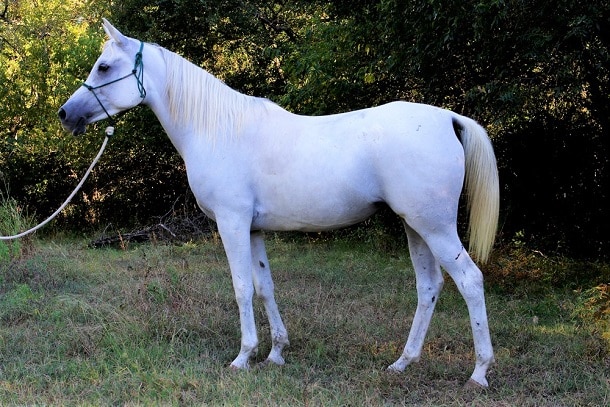 White purebred Egyptian Arabian horse breed