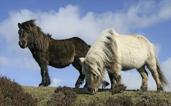 Duas raças raras de pónei Eriskay pastando nas terras altas escocesas