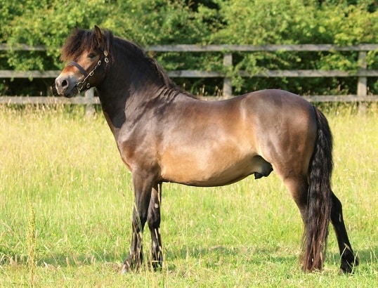 Exmoor pony horse - Endangered horse breed native to England