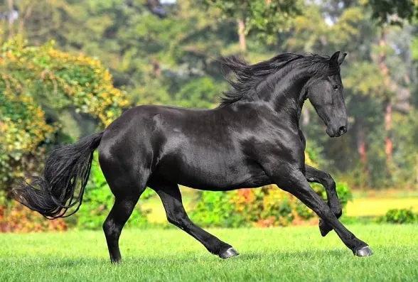 美しい黒いフリージアの馬場馬術馬