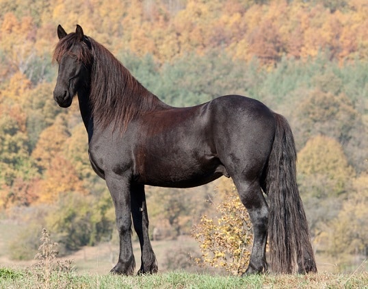 Friesian horse, a common war horse breed in the medieval times
