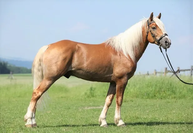 Palomino Haflinger draft horse breed