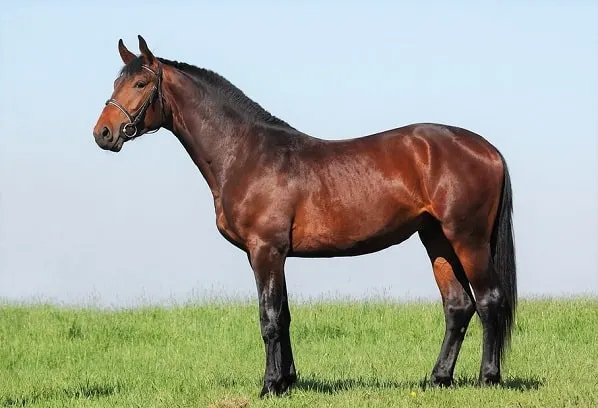 Caballo hannoveriano de bahía oscura