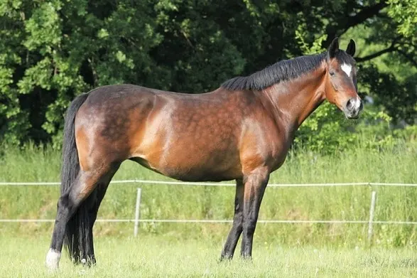 Holsteiner dressage horse breed