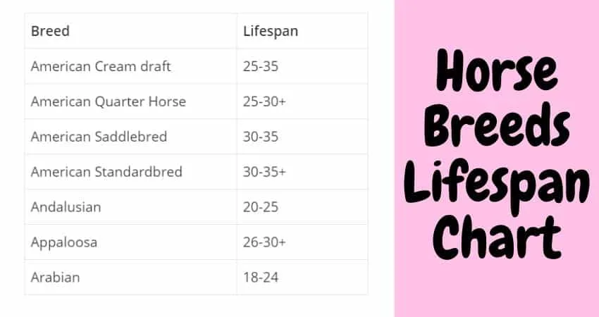 Average Lifespan of Common Horse Breeds Chart