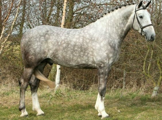 Beautiful Irish Draft horse breed